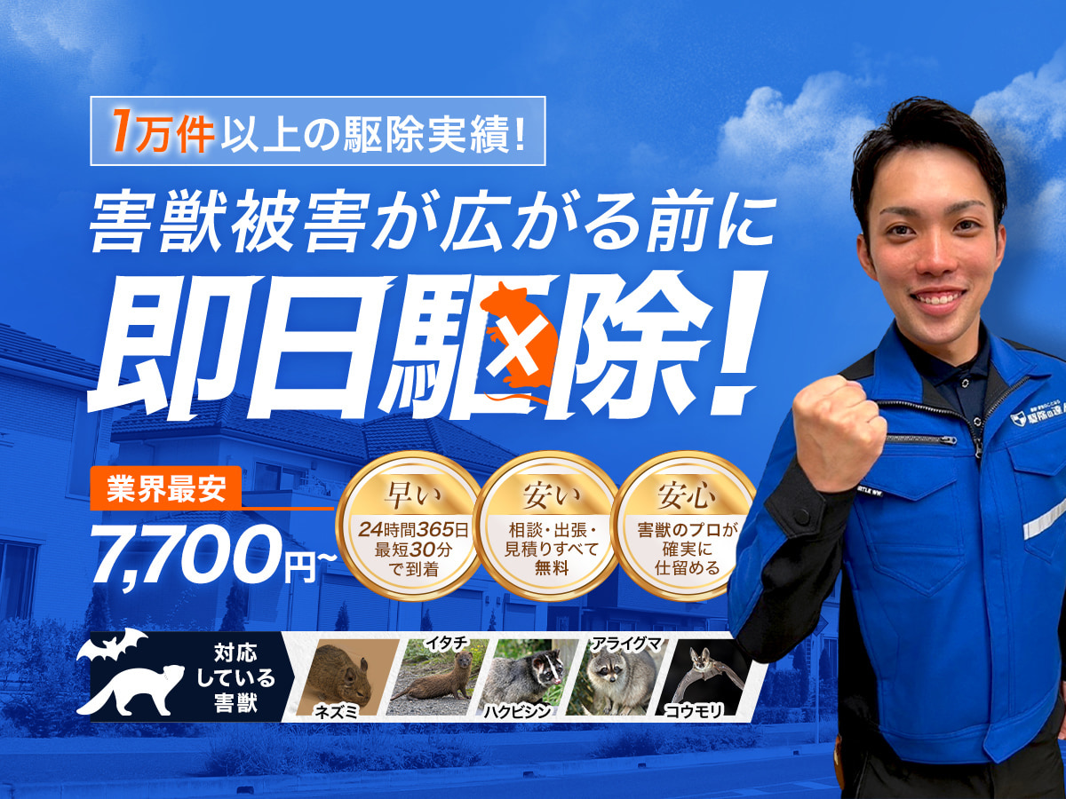 1万件異常の駆除実績!害獣被害が広がる前に即日駆除!業界最安7,700円～ 早い・安い・安心 対応している害獣：ネズミ、イタチ、ハクビシン、アライグマ、コウモリ