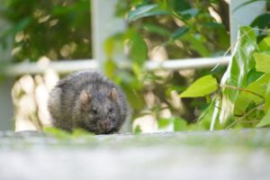 ネズミが嫌いな音は効果があるのか｜活用方法や業者選びのポイントを解説